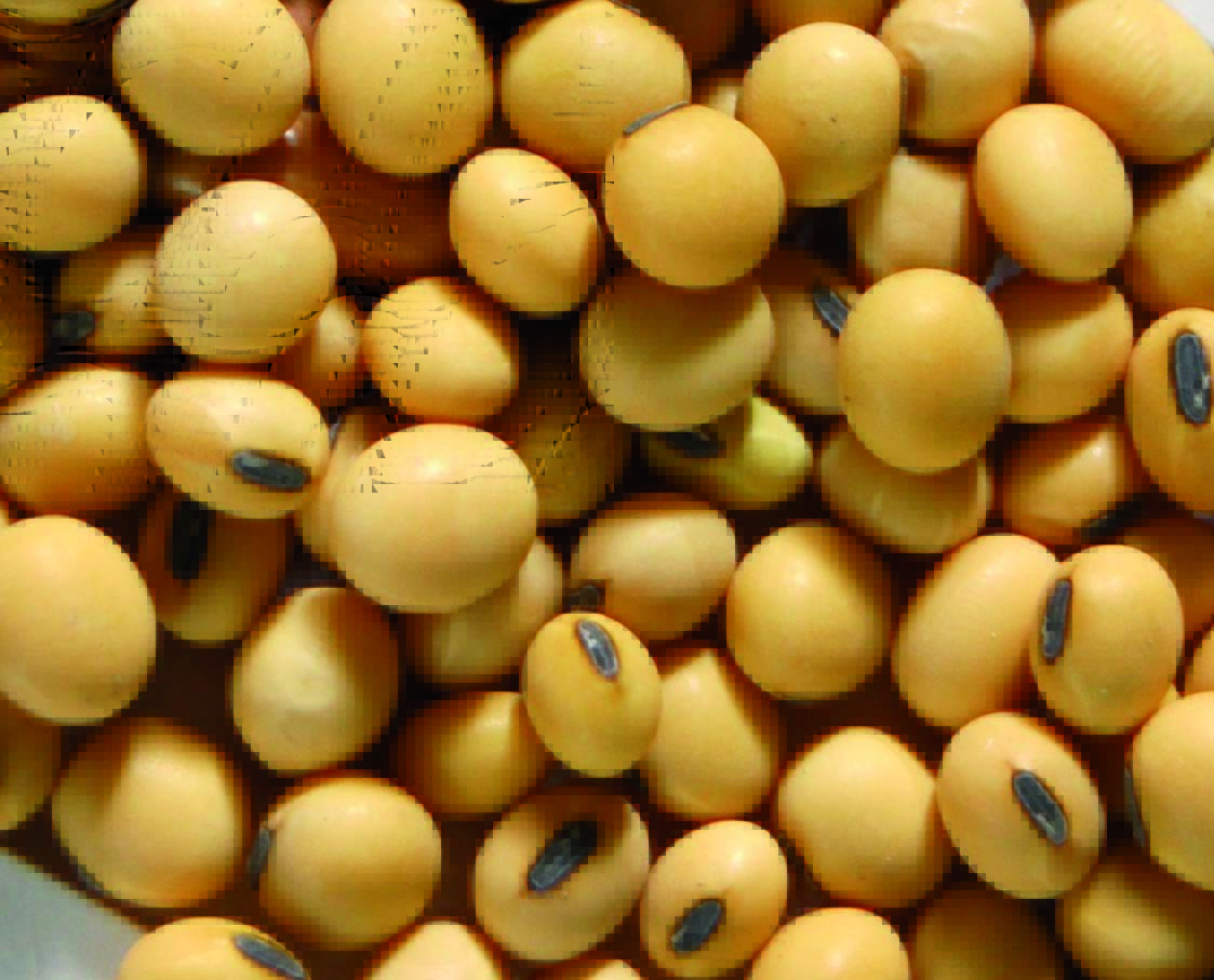 2016 Las hectáreas de Soya superan las de Maíz