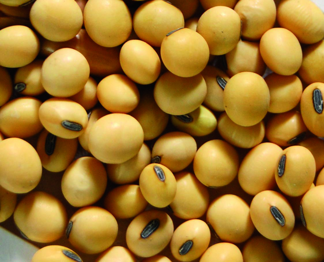 2016 Soybean Acres to Outpace Corn