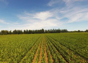 Curimapu adquiere dos drones de última tecnología