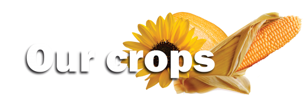 our crops