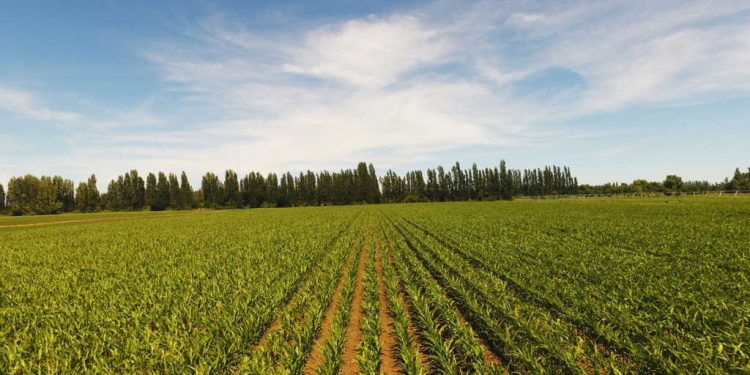 Curimapu adquiere dos drones de última tecnología